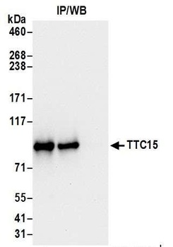 Rabbit anti-TTC15 Antibody