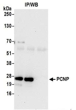 PCNP Antibody