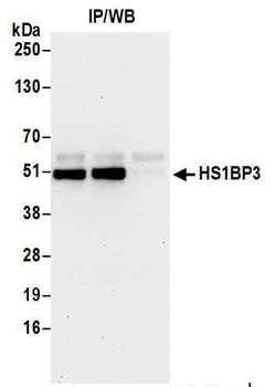 Rabbit anti-HS1BP3 Antibody