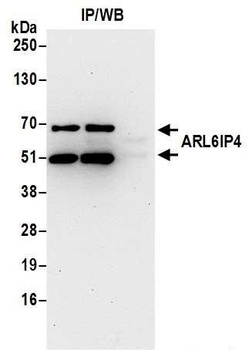 Rabbit anti-ARL6IP4 Antibody