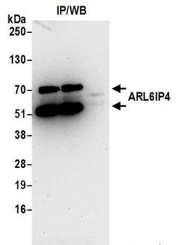 Rabbit anti-ARL6IP4 Antibody