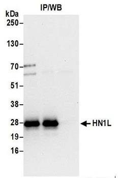 HN1L Antibody