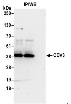 Rabbit anti-CDV3 Antibody