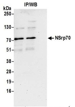 Rabbit anti-NSrp70 Antibody