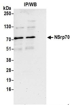 NSrp70 Antibody