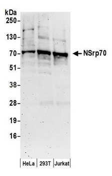 Rabbit anti-NSrp70 Antibody