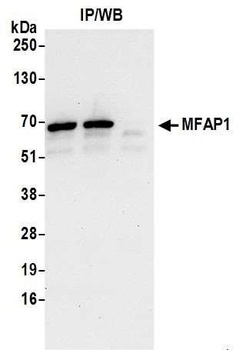Rabbit anti-MFAP1 Antibody