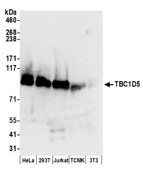 Rabbit anti-TBC1D5 Antibody