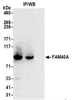 FAM40A Antibody