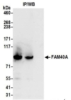 Rabbit anti-FAM40A Antibody