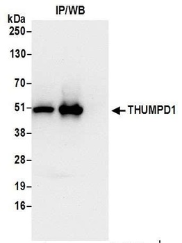 Rabbit anti-THUMPD1 Antibody
