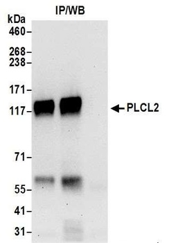 PLCL2 Antibody