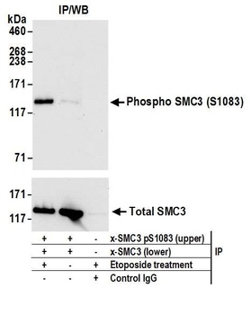 Rabbit anti-Phospho SMC3 (S1083) Antibody