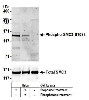 Rabbit anti-Phospho SMC3 (S1083) Antibody