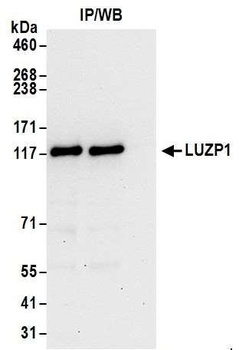 LUZP1 Antibody