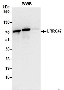 LRRC47 Antibody