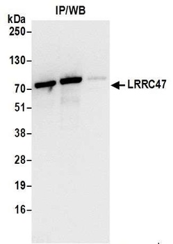 Rabbit anti-LRRC47 Antibody