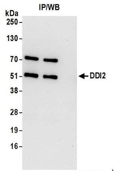 Rabbit anti-DDI2 Antibody