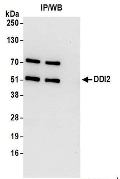 DDI2 Antibody
