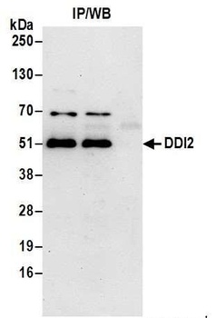 DDI2 Antibody