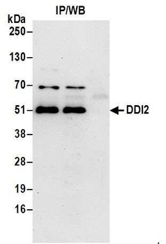 Rabbit anti-DDI2 Antibody