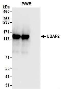 UBAP2 Antibody