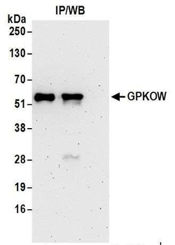 Rabbit anti-GPKOW Antibody