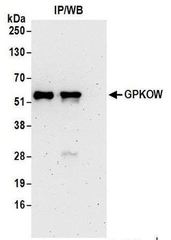 GPKOW Antibody