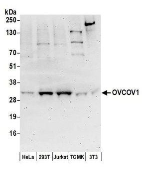 Rabbit OVCOV1 Antibody