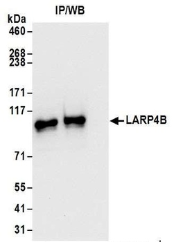 LARP4B Antibody