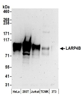 Rabbit LARP4B Antibody