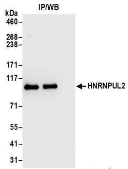HNRNPUL2 Antibody