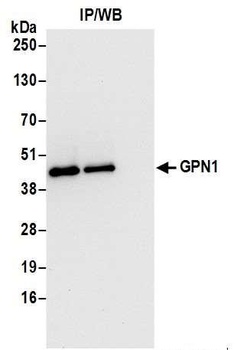 Rabbit anti-GPN1 Antibody