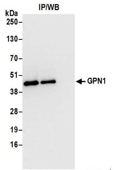 GPN1 Antibody