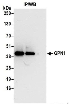 GPN1 Antibody