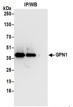 Rabbit anti-GPN1 Antibody