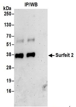 Rabbit anti-Surfeit 2 Antibody