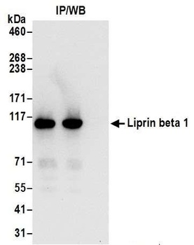 Liprin beta 1 Antibody
