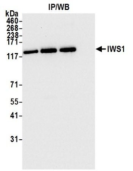 Rabbit anti-IWS1 Antibody