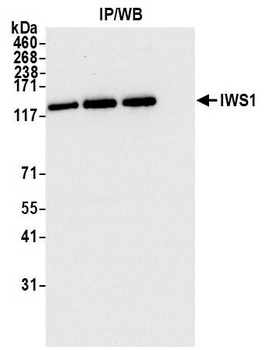 IWS1 Antibody