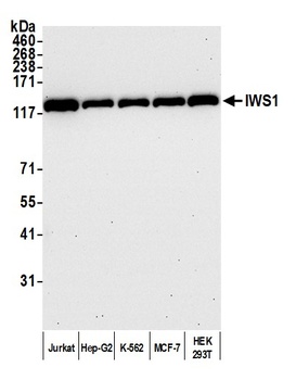 IWS1 Antibody