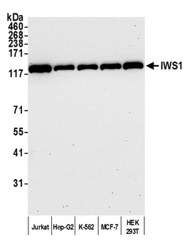 Rabbit anti-IWS1 Antibody