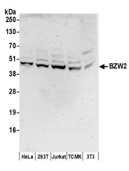 Rabbit anti-BZW2 Antibody