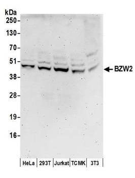 BZW2 Antibody