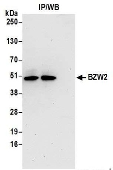 Rabbit anti-BZW2 Antibody