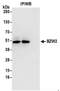 BZW2 Antibody