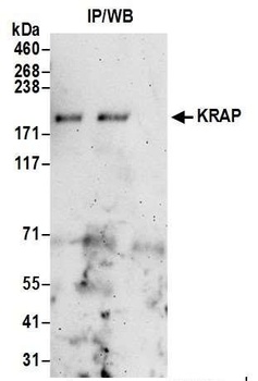 Rabbit anti-KRAP Antibody