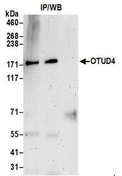 OTUD4 Antibody