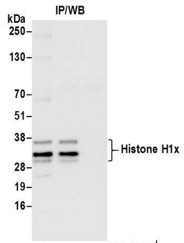 Histone H1x Antibody