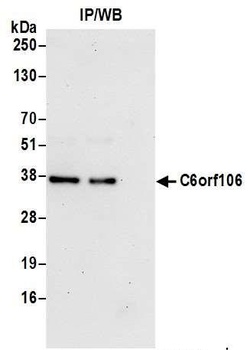Rabbit anti-C6orf106 Antibody